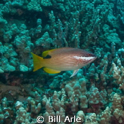 Hawaiian hogfish.  Big Island. by Bill Arle 